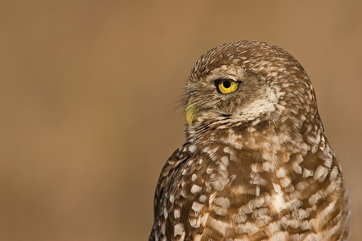 Kaninchenkauz Athene cunicularia Burrowing Owl